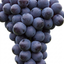 1 Grape Vine Plant Vitis Black Hambourg, Hardy Outdoor Garden Ready, 3 Litre Root Ball