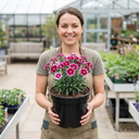 Cocktail Pink Dianthus Cosmopolitan Plants