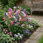 Set of 3 or 6 Large, Garden Ready Plants - Sweet Pea Cupid Mix, 10.5 cm Rootballs