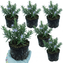 Rosemary Herb Plants (Set of 3 or 6)