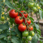 Set of 3 or 6 Large Plants - Tomato Alicante Variety, Ready to Plant in Your Garden