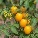 Premium Grafted Stargold Cherry Tomato Plants (Set of 3 or 6)