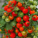 Tomato Veranda Red Plant (5L Pot)