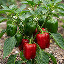Sweet Pepper Redskin Plant (2L Pot)