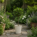 2L Bay Tree, Laurus Nobilis, Evergreen Culinary Herb, Pots