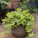 Ceanothus Blue Mound Plant (2L Pot)