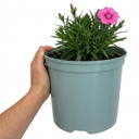 Cottage Pink Dianthus Pink Celebration Plant (5L Pot)