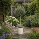3L Olive Tree Plant, 80-100cm, Mediterranean Nursery Pots