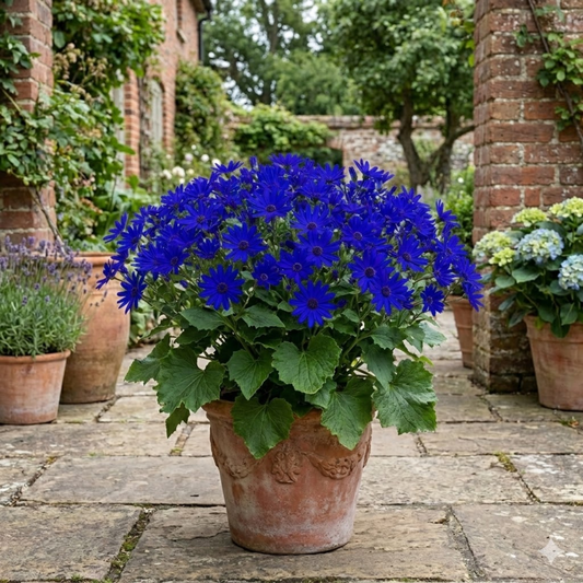 Large terracotta pot of vivid blue pericallis daisies on a stone terrace with other pots behind