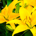 Asiatic Lily Yellow Plants (Set of 3 or 6)