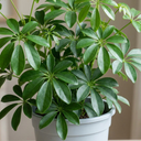 Schefflera Arboricola Green Umbrella Plants