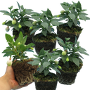 Fuchsia Diva Random Colour Mix Plants (Set of 3 or 6)
