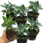 Set of 3 or 6 Large Plants - Fuchsia Diva Random Colour Mix, Ready to Plant in Your Garden