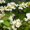 Viburnum Mariesii Plant (3L Pot)