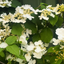 1 Large Plant - Viburnum Mariesii, Ready to Plant in Your Garden, 3L Rootball