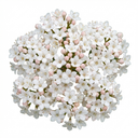 Viburnum Tinus Evergreen Privacy Hedge Plants (Set of 3 or 6)