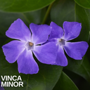 Vinca Minor Plant