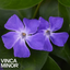 Vinca Minor