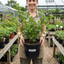 1 Green Gooseberry Bush, Hardy Self Fertile Fruit Plant, Outdoor Garden Ready, 5 Litre Root Ball