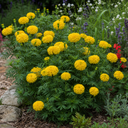 Marigold Durango Yellow Plant (2L Pot)