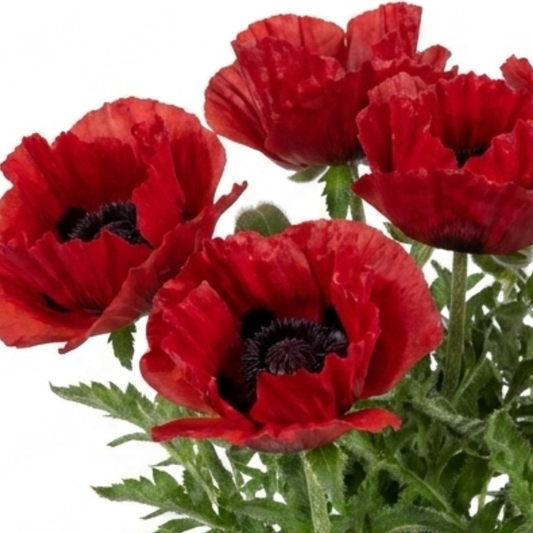 Big ruffled scarlet-red poppies with black centres above hairy grey-green cut leaves