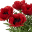 1 Oriental Papaver Red Rumble, Hardy Perennial Red Poppy Plant, Summer Flowering, 3L Root Ball