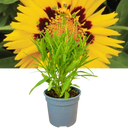 Coreopsis Sunfire Plant