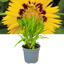 Coreopsis Sunfire