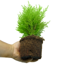 Cupressus Wilma Plants (Set of 3 or 6)