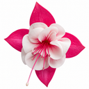 10.5cm Trailing Fuchsia Cascade Plants, 3 Pack, Pink and White, Hanging Basket Summer Bedding, Pots