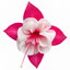10.5cm Trailing Fuchsia Cascade Plants, 3 Pack, Pink and White, Hanging Basket Summer Bedding, Pots