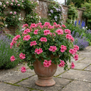 Geranium Calliope Rose Splash Plants