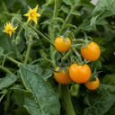 Sweet Million Cherry Tomato Plants