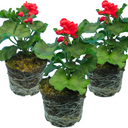 PelargoniumToscana Dolce Vita Mylena / Gisela / Smart Senna Plants (Set of 3 or 6)