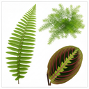 Boston Fern Plant (1L Pot)