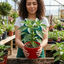 Set of 3 or 6 Large Plants - Sweet Pepper Snack Red, Ready to Plant in Your Garden