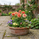 Ranunculus Vortex Orange Pink Persian Buttercup Plants (Set of 3 or 6)