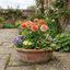Set of 3 or 6 Ranunculus Vortex Orange Pink Persian Buttercup Plants, Hardy Perennial, Spring Flowering, Outdoor Garden Ready, 1 Litre Root-Ball
