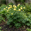 Trollius Lemon Queen Globeflower Plants