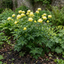 1 Trollius Lemon Queen Globeflower Plant, Spring Flowering Yellow Hardy Perennial, 17cm Root-Ball