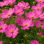 3 Large Plants - Cosmos Apollo Pink, Ready to Plant in Your Garden, Peat-Free