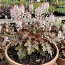 Tiarella Sugar and Spice Foam Flower Plant (2L Pot)