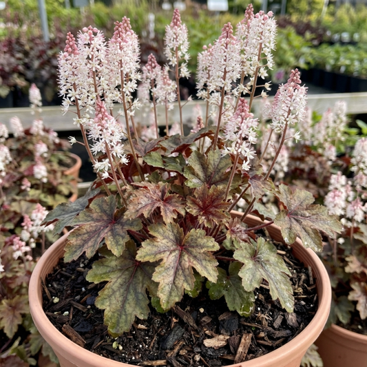 Creamy-white tiarella flower spikes above bronze-marked lobed green leaves in a terracotta pot