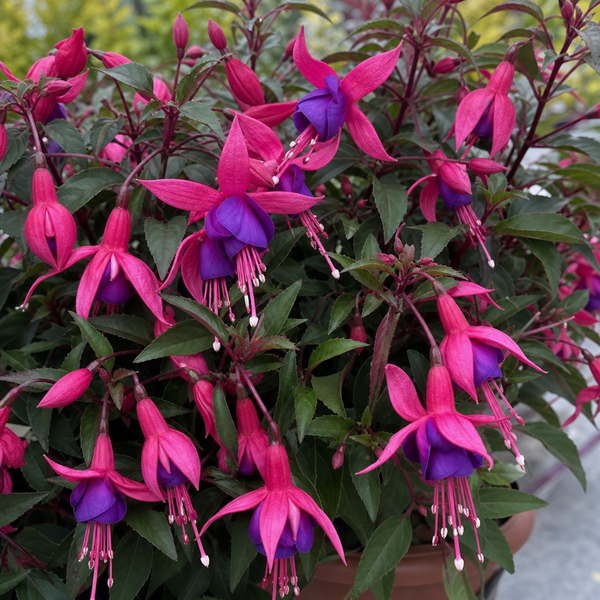 Fuchsia Dollar Princess Plants
