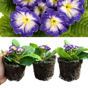 Primrose Blue Bicolour Plant