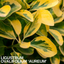 Ligustrum Aureum