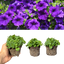 Set of 3 or 6 Large Plants - Petunia Dekko Blue, Outdoor Garden Ready