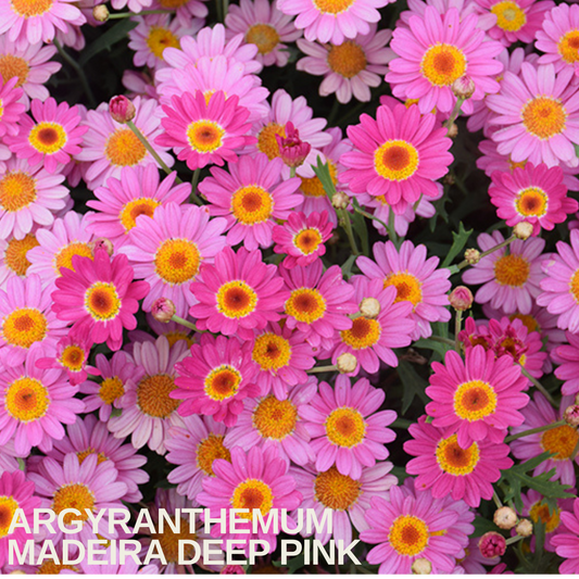 Dense carpet of deep pink marguerite daisies with golden centres, caption text overlaid