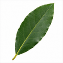5L Bay Tree Standard, Laurus Nobilis, Nursery Pots