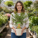3 Litre Green Leaf Acer Tree, Nursery Pots, Outdoor Garden